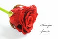 Red fresh rose on white Royalty Free Stock Photo