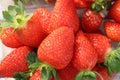 Red fresh strawberries in the field tasty Royalty Free Stock Photo