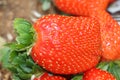 Red fresh strawberries in the field tasty Royalty Free Stock Photo