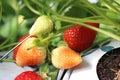 Red fresh strawberries in the field tasty Royalty Free Stock Photo