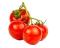 Red fresh tomatoes branch isolated on the white background Royalty Free Stock Photo