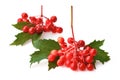 Red fresh viburnum berries isolated on white