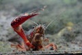 Red freshwater crab Royalty Free Stock Photo