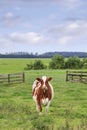 Red Friesian-Holstein cow in a greem meadow