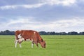 Red Friesian-Holstein cow in a greem meadow