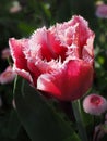 Red Fringe tulip Royalty Free Stock Photo