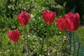 Red tulips with a fringe on top.