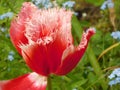 Red fringed tulip macro Royalty Free Stock Photo