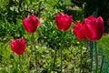 Red fringed tulips, Northern Illinois, USA