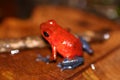 Red frog Royalty Free Stock Photo