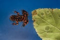 Red frog Royalty Free Stock Photo