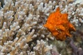 Red Frog Fish Royalty Free Stock Photo