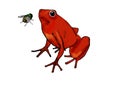 Red frog and fly