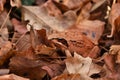 Red frog forest - Rana Dalmatina in the fallen leaves