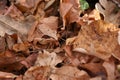 Red frog forest - Rana Dalmatina in the fallen leaves