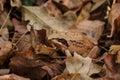 Red frog forest - Rana Dalmatina in the fallen leaves