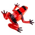 Red frog Royalty Free Stock Photo