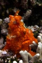 Red Frogfish Royalty Free Stock Photo