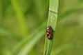 Red froghopper or red-and-black froghopper Royalty Free Stock Photo