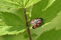 Red froghopper or red-and-black froghopper Royalty Free Stock Photo