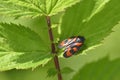 Red froghopper or red-and-black froghopper