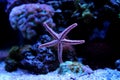 Red fromia elegance starfish Royalty Free Stock Photo