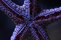 Red fromia elegance starfish Royalty Free Stock Photo