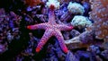 Red fromia elegance starfish Royalty Free Stock Photo