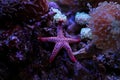 Red fromia elegance starfish Royalty Free Stock Photo