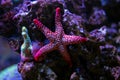 Red fromia elegance starfish Royalty Free Stock Photo