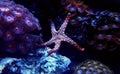 Red fromia elegance starfish Royalty Free Stock Photo