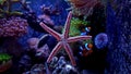 Red Fromia elegance starfish in Marine aquarium