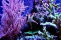 Red Fromia elegance starfish in Marine aquarium Royalty Free Stock Photo