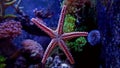 Red Fromia Elegance Starfish Royalty Free Stock Photo