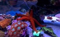 Red Fromia sea star is amazing addition in coral reef aquarium tank Royalty Free Stock Photo