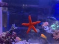 Red Fromia sea star is amazing addition in coral reef aquarium tank Royalty Free Stock Photo