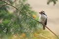 Red-fronted barbet