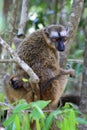 Red, fronted, Brown, lemur Royalty Free Stock Photo
