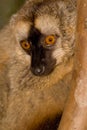 Red Fronted Brown Lemur