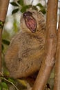 Red Fronted Brown Lemur