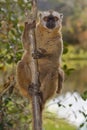 Red Fronted Brown Lemur