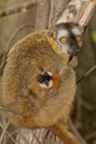 Red Fronted Brown Lemur