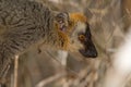 Red Fronted Brown Lemur