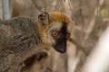 Red Fronted Brown Lemur