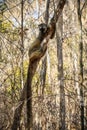 Red-fronted Brown Lemur clinging to a tree, Kirindy Forest, Menabe, Madagascar