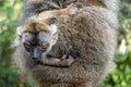 Red Fronted Brown Lemur  Eulemur rufifrons . Baby.Madagascar, Close up Royalty Free Stock Photo