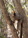 Red-fronted Brown Lemur, Eulemur rufifrons, Southern, sits on a tree and observes the surroundings. Reserve Kirindi, Madagascar Royalty Free Stock Photo