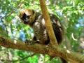 Red fronted brown lemur, Isalo National Park, Madagascar