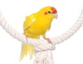 Red-fronted Kakariki parakeet Royalty Free Stock Photo