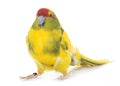 Red-fronted Kakariki parakeet Royalty Free Stock Photo